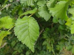Attēlu rezultāti vaicājumam “Ulmus glabra”