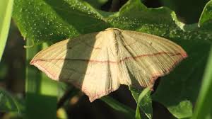 Attēlu rezultāti vaicājumam “Timandra comae”