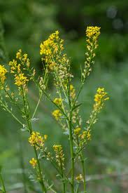 Attēlu rezultāti vaicājumam “Bunias orientalis flower”