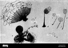 Attēlu rezultāti vaicājumam “Cribraria splendens”