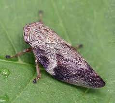 Attēlu rezultāti vaicājumam “Aphrophora alni imago”