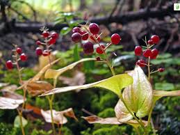 Attēlu rezultāti vaicājumam “Maianthemum bifolium”