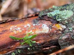 Attēlu rezultāti vaicājumam “Dacrymyces chrysospermus spores”