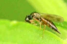 Attēlu rezultāti vaicājumam “Diplolepis eglanteriae”