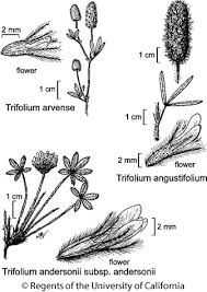 Attēlu rezultāti vaicājumam “Trifolium arvense”