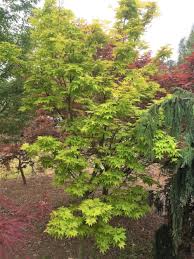 Image result for Acer palmatum `Orange Dream`
