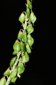 Attēlu rezultāti vaicājumam “Melilotus wolgicus flower”