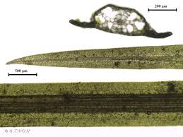 Attēlu rezultāti vaicājumam “Potamogeton trichoides”