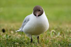 Attēlu rezultāti vaicājumam “Larus ridibundus adult”