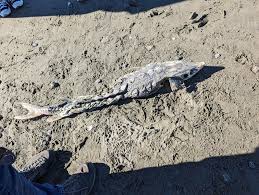 Image result for Acipenser medirostris