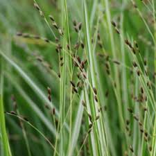 Attēlu rezultāti vaicājumam “Melica nutans”