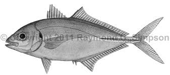 Image result for Pseudocaranx dentex