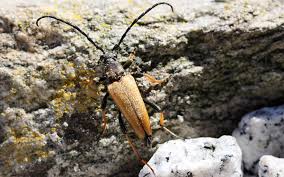 Attēlu rezultāti vaicājumam “Anastrangalia sanguinolenta”