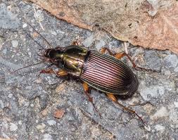 Attēlu rezultāti vaicājumam “Poecilus lepidus”