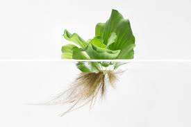 Attēlu rezultāti vaicājumam “Pistia stratiotes”