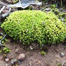 Attēlu rezultāti vaicājumam “Barbula convoluta sporophyte”