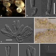 Attēlu rezultāti vaicājumam “Hyalorbilia inflatula”