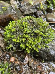 Attēlu rezultāti vaicājumam “Scapania undulata”