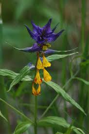 Attēlu rezultāti vaicājumam “Melampyrum nemorosum”