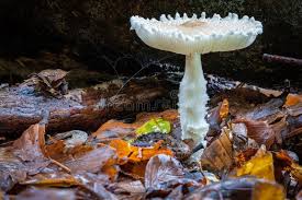 Attēlu rezultāti vaicājumam “Lepiota clypeolaria”