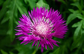 Image result for Flockenblume