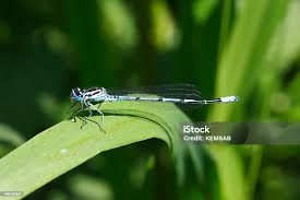 Attēlu rezultāti vaicājumam “Coenagrion puella”