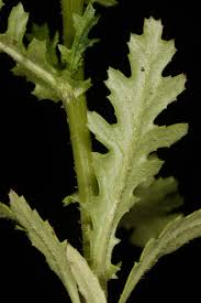Attēlu rezultāti vaicājumam “Senecio vernalis leaf”