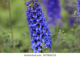 Attēlu rezultāti vaicājumam “Delphinium elatum  bud”