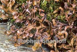 Attēlu rezultāti vaicājumam “Cetraria ericetorum”