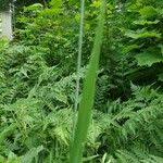 Attēlu rezultāti vaicājumam “Elymus caninus fruit”