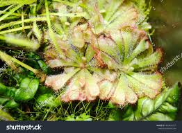 Attēlu rezultāti vaicājumam “Droseraceae”