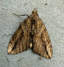 Attēlu rezultāti vaicājumam “Eilema depressa imago”