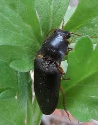 Attēlu rezultāti vaicājumam “Hemicrepidius sp.”