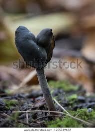 Attēlu rezultāti vaicājumam “Helvella atra”