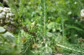 Attēlu rezultāti vaicājumam “Macrosiphoniella millefolii”