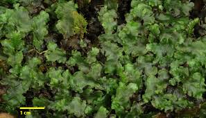 Attēlu rezultāti vaicājumam “Pellia epiphylla sporophyte”