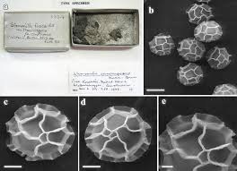 Attēlu rezultāti vaicājumam “Stemonitis fusca spores”
