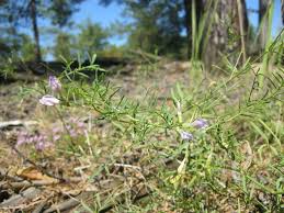 Attēlu rezultāti vaicājumam “Astragalus arenarius flower”