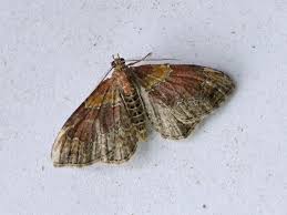 Attēlu rezultāti vaicājumam “Xanthorhoe spadicearia”