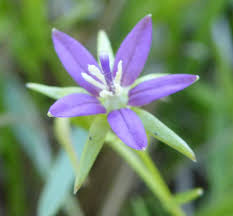 Attēlu rezultāti vaicājumam “Campanulaceae”