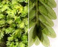 Attēlu rezultāti vaicājumam “Fissidens osmundoides”