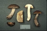 Attēlu rezultāti vaicājumam “Leccinum melaneum”