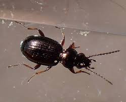 Attēlu rezultāti vaicājumam “Bembidion sp.”