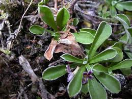 Attēlu rezultāti vaicājumam “Antennaria dioica leaf”