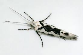 Attēlu rezultāti vaicājumam “Ypsolopha sequella”