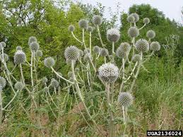 Attēlu rezultāti vaicājumam “Echinops sphaerocephalus”