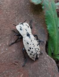 Attēlu rezultāti vaicājumam “Bitoma crenata”