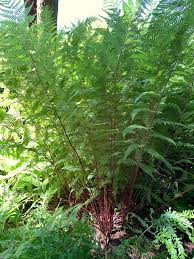 Attēlu rezultāti vaicājumam “Athyrium filix-femina”