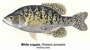 Image result for Pomoxis annularis