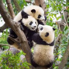 Résultat de recherche d'images pour "pandas"